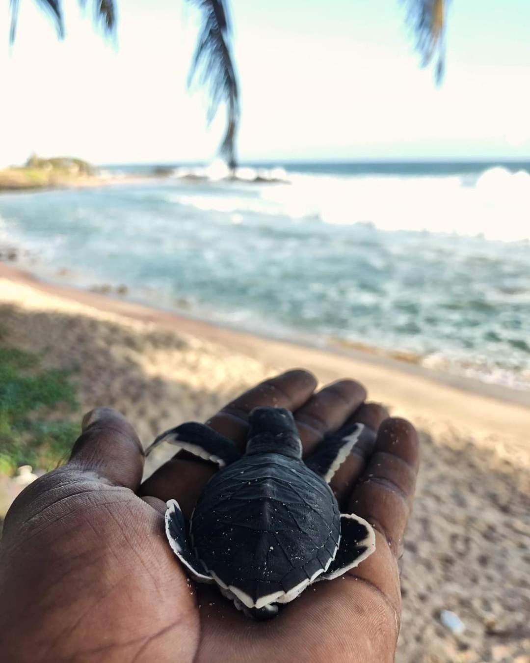 Jk House Turtle Point Ξενοδοχείο Dikwella Εξωτερικό φωτογραφία